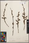 Foto von Salix cinerea L.